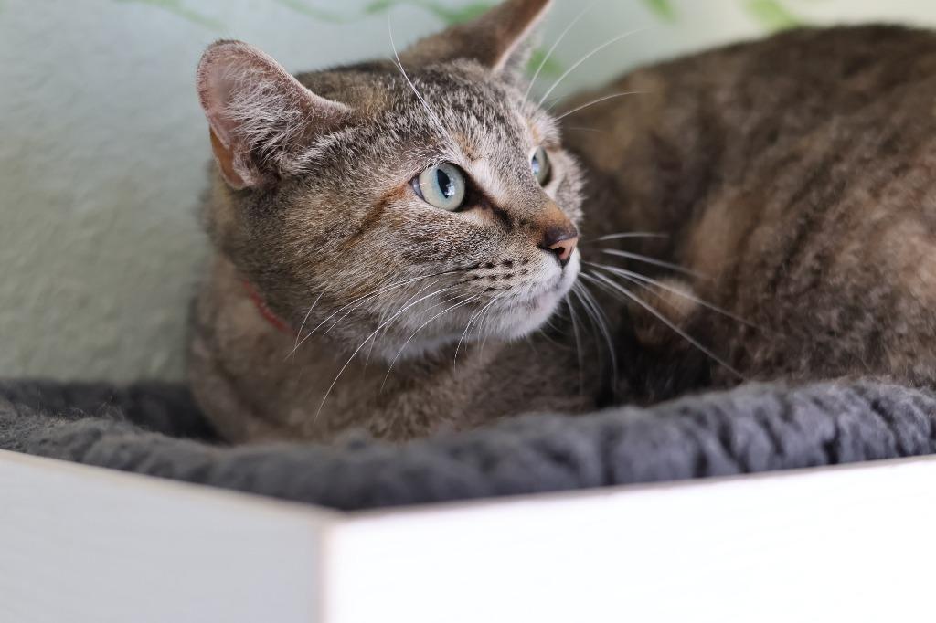 Enlarge Phoenix, a Adoptable mixed breed in Hot Springs, AR image 1/4