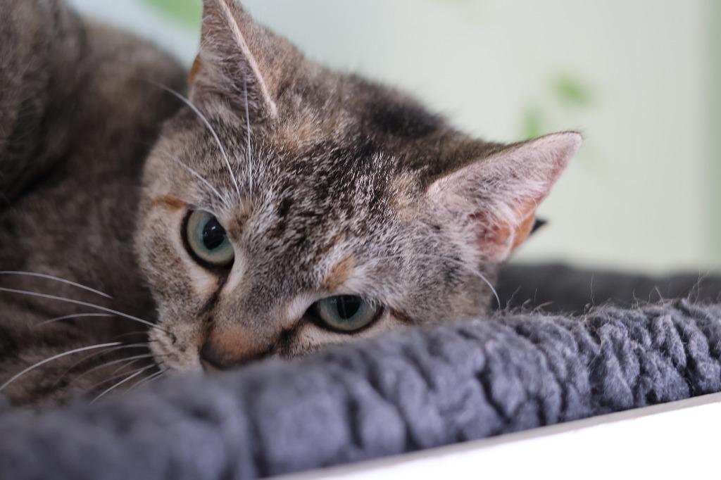 Enlarge Phoenix, a Adoptable mixed breed in Hot Springs, AR image 2/4