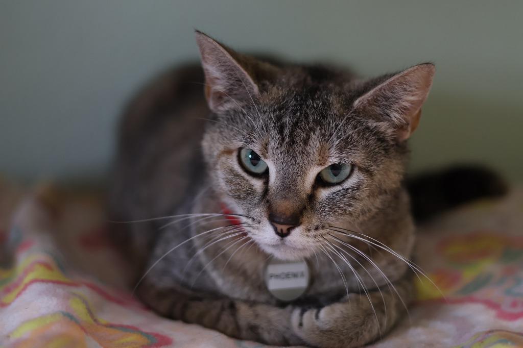 Enlarge Phoenix, a Adoptable mixed breed in Hot Springs, AR image 3/4