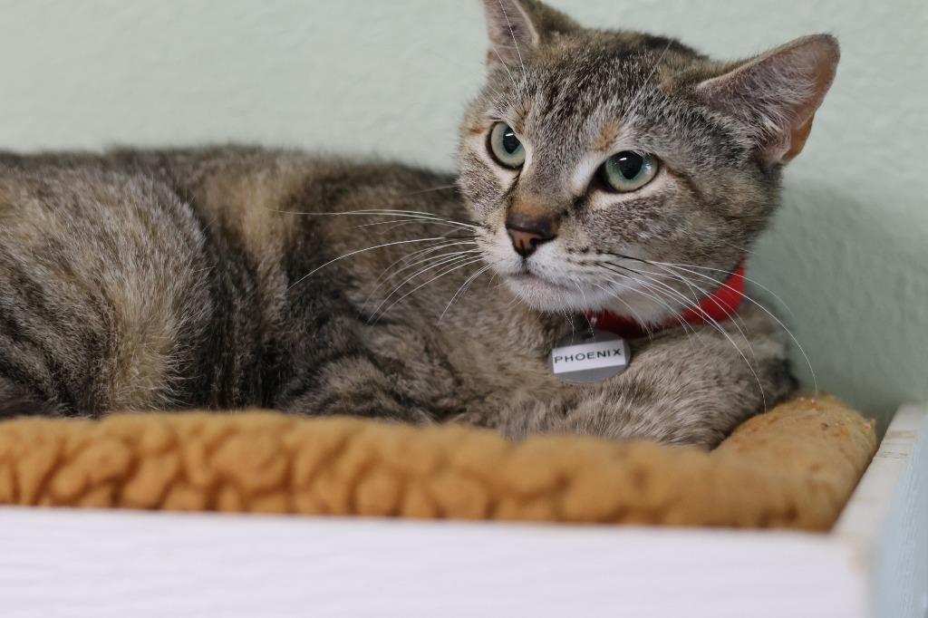 Enlarge Phoenix, a Adoptable mixed breed in Hot Springs, AR image 4/4