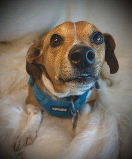 Enlarge Rader, a Adoptable mixed breed in Pleasanton, TX image 1/3