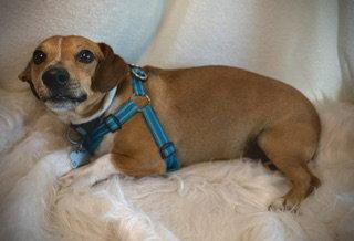Enlarge Rader, a Adoptable mixed breed in Pleasanton, TX image 2/3