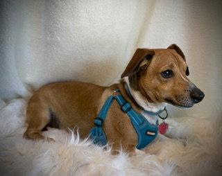 Enlarge Rader, a Adoptable mixed breed in Pleasanton, TX image 3/3
