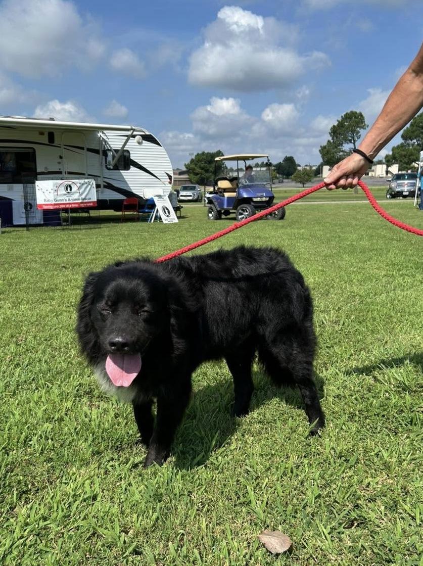 Jaxx, a Adoptable mixed breed in Paris, TX image 2/6