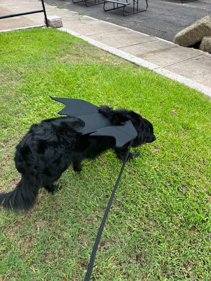 Jaxx, a Adoptable mixed breed in Paris, TX image 3/6