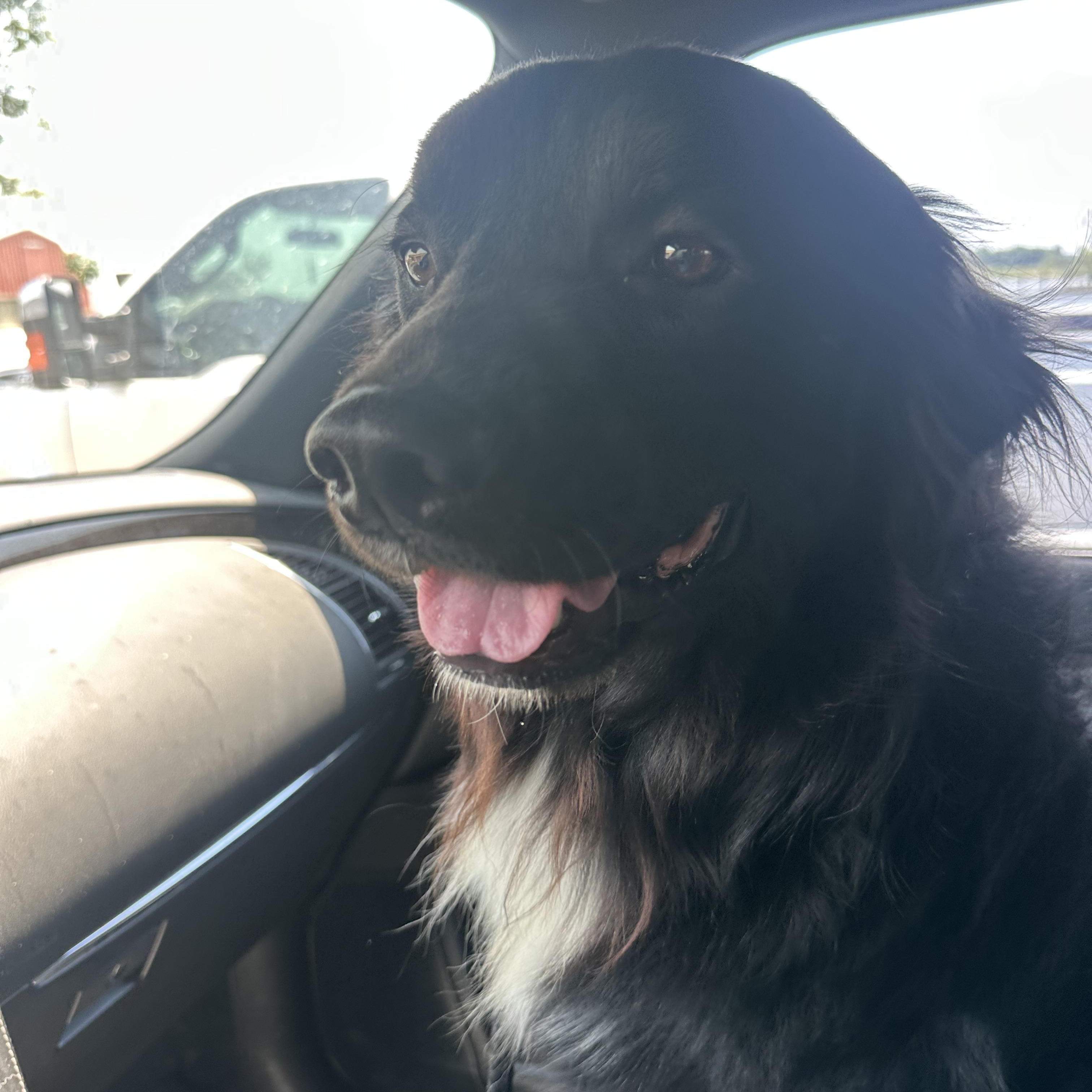 Jaxx, Adoptable, Adult Male Border Collie & Great Pyrenees.