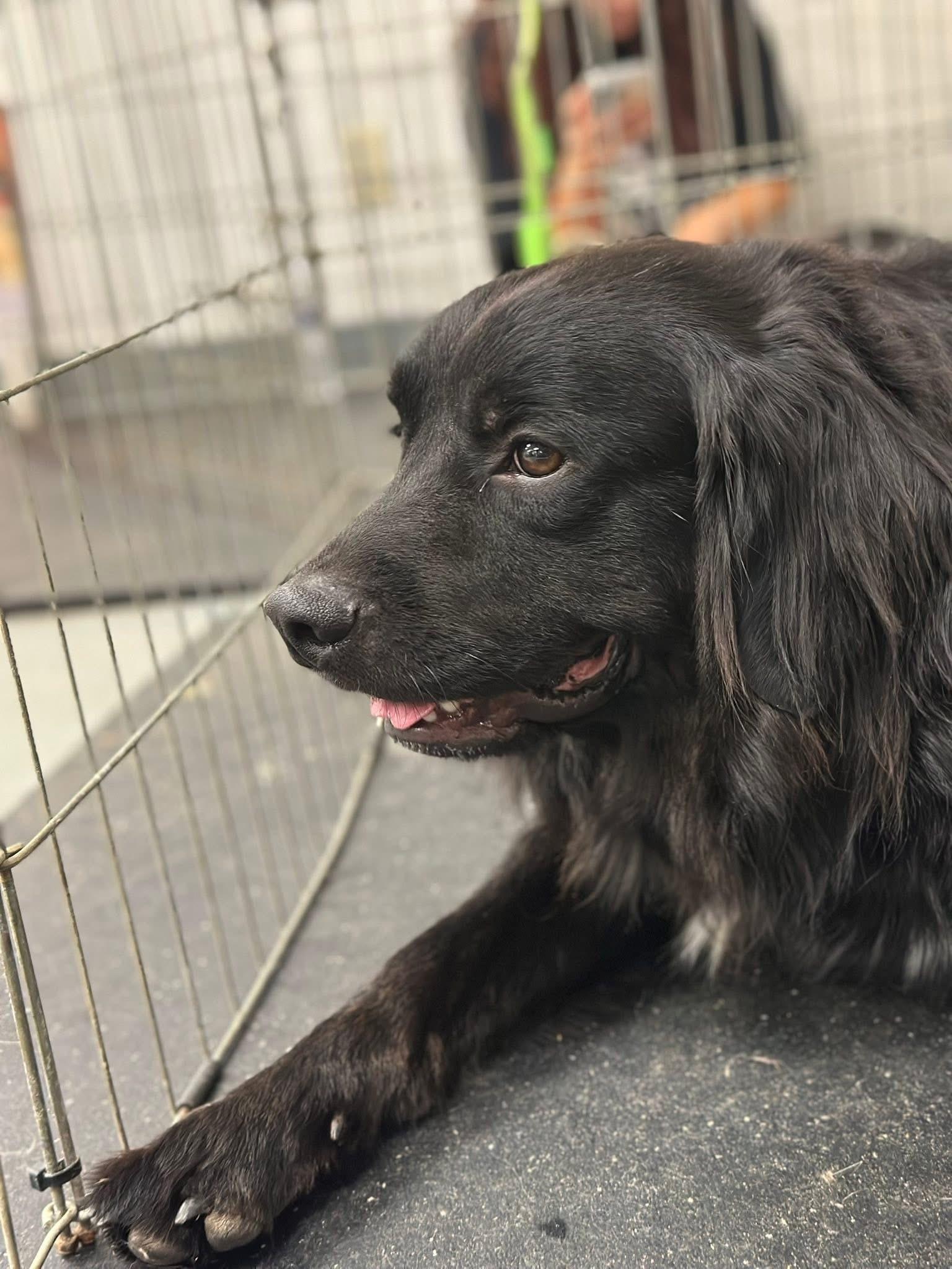 Jaxx, a Adoptable mixed breed in Paris, TX image 4/6