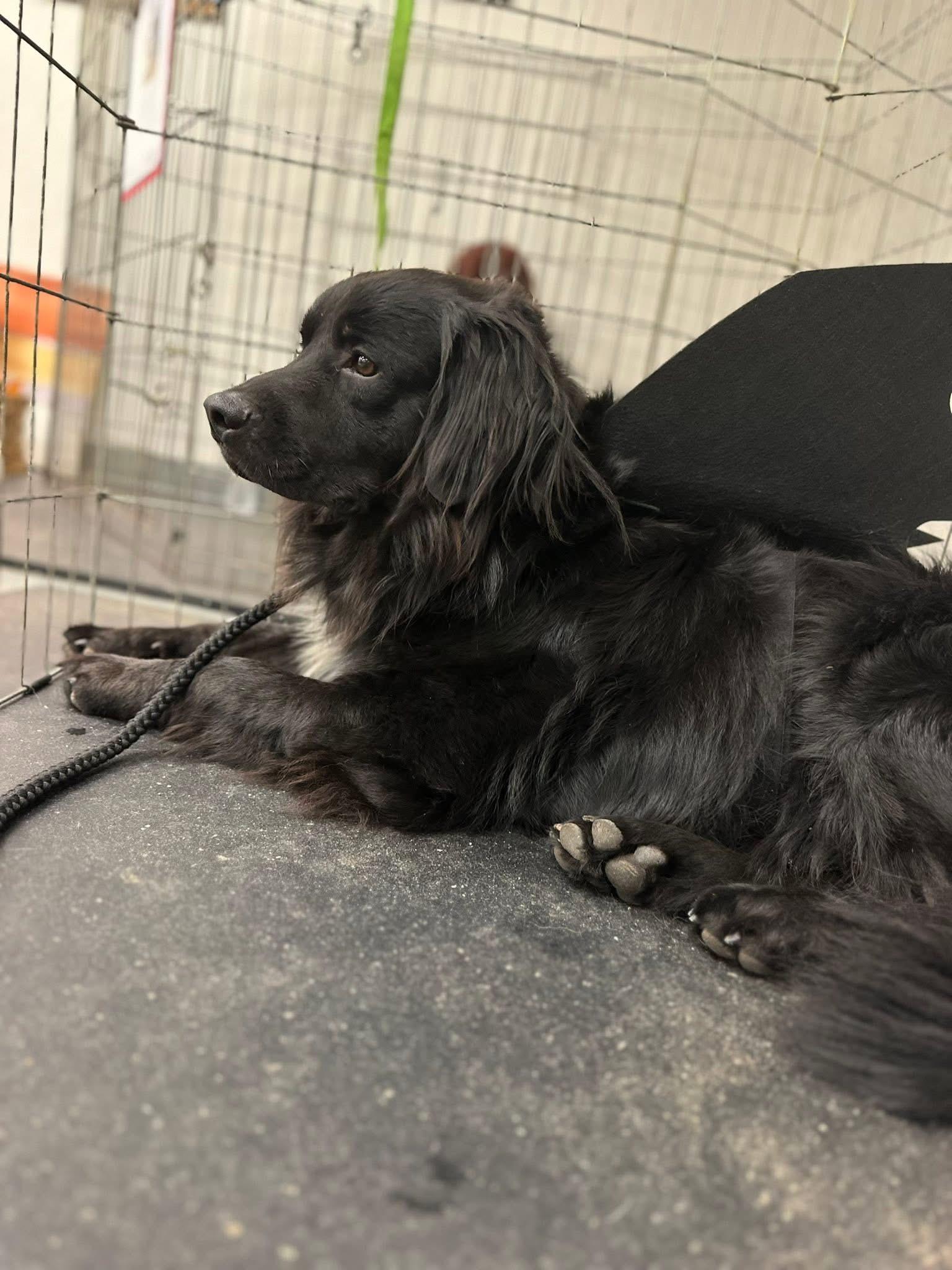 Jaxx, a Adoptable mixed breed in Paris, TX image 5/6