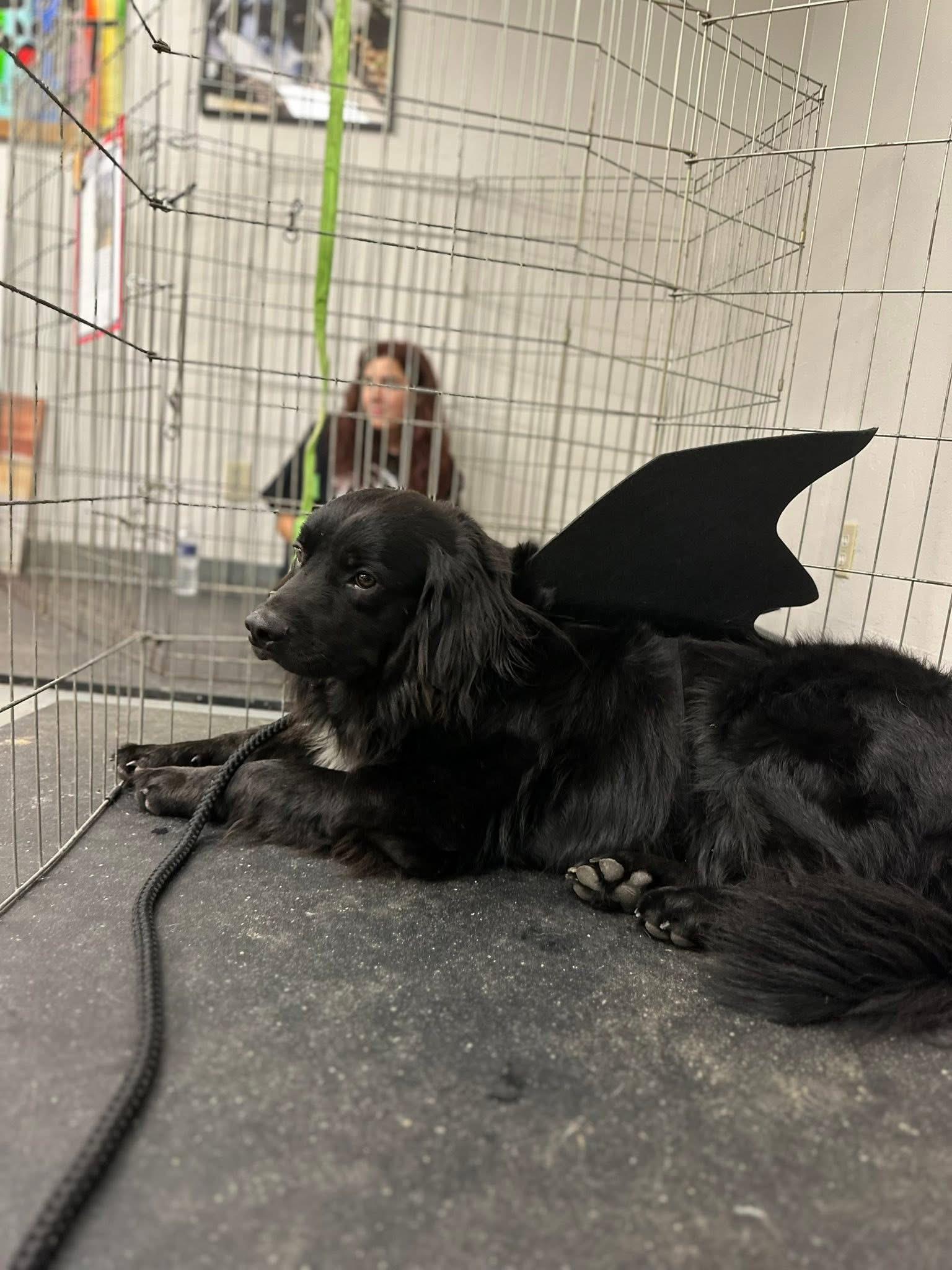 Jaxx, a Adoptable mixed breed in Paris, TX image 6/6