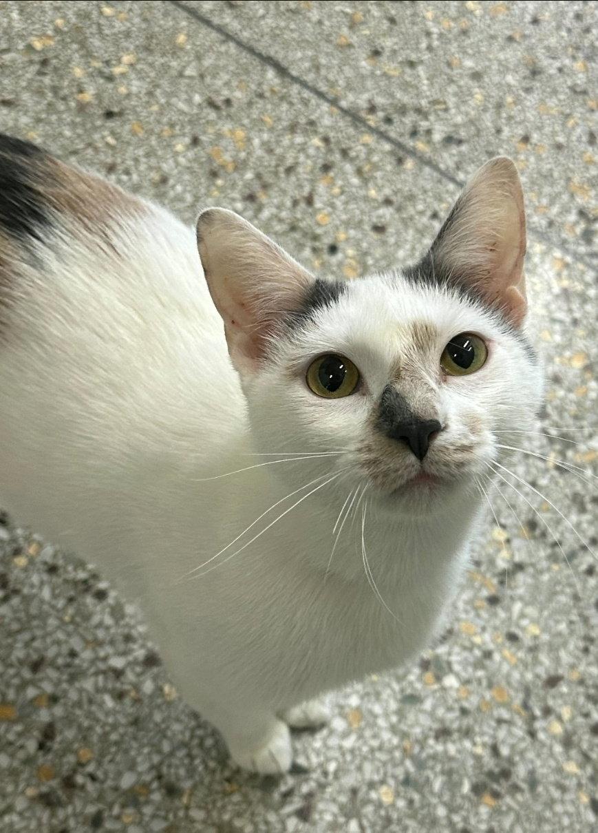 Katana, Adoptable, Adult Female Domestic Short Hair & Calico.