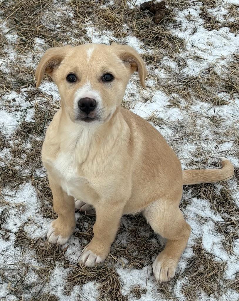River, Adoptable, Puppy Male Labrador Retriever.