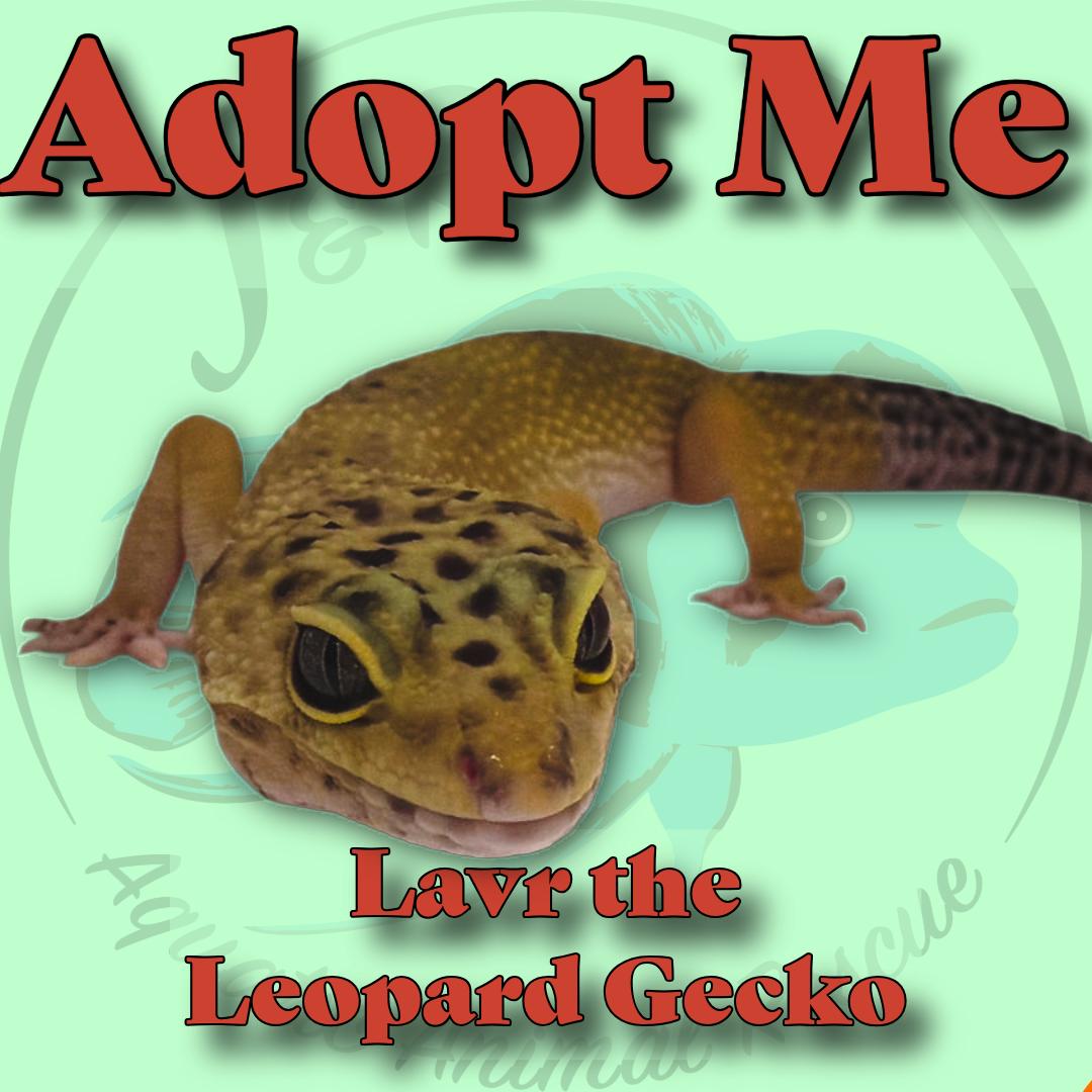 Enlarge Lavr the Leopard Gecko, a ADOPTABLE Gecko in Neenah, WI image 1/1