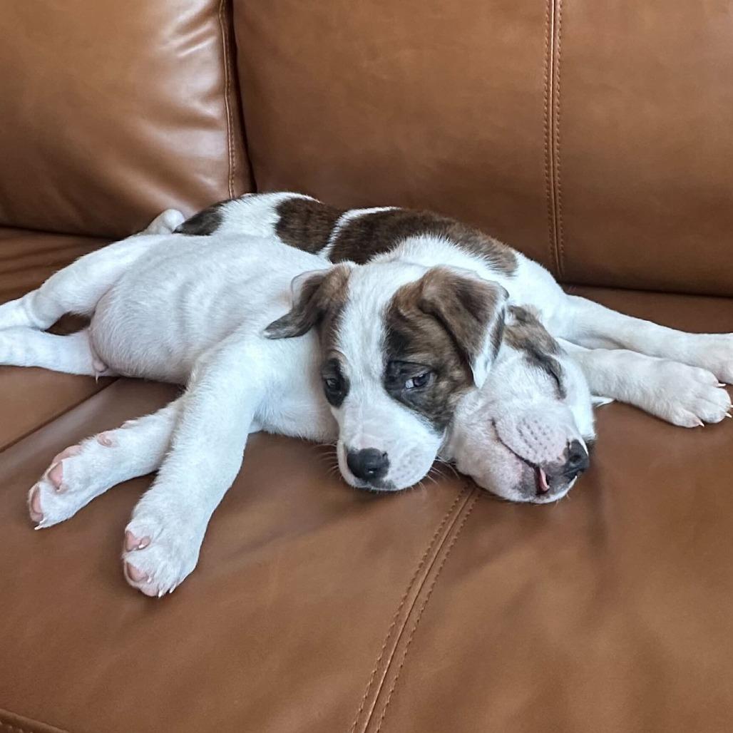 Saint, Adoptable, Puppy Male Mixed Breed.