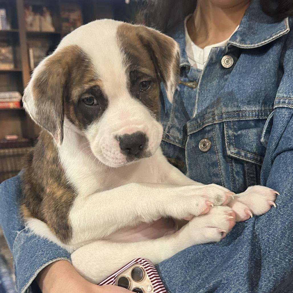 Enlarge Saint, a Adoptable Mixed Breed in Raleigh, NC image 2/6