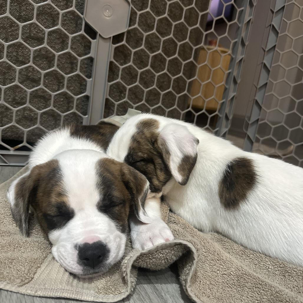 Enlarge Saint, a Adoptable Mixed Breed in Raleigh, NC image 3/6