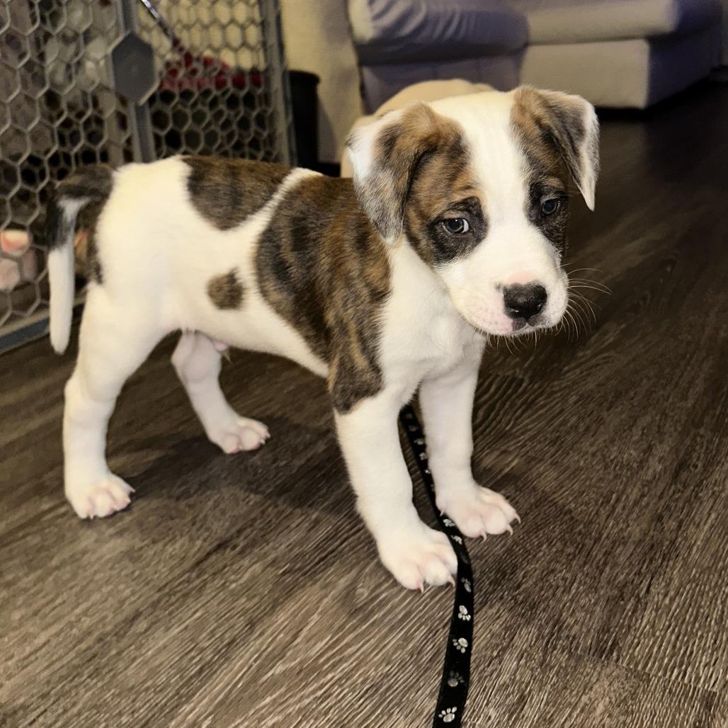 Enlarge Saint, a Adoptable Mixed Breed in Raleigh, NC image 4/6