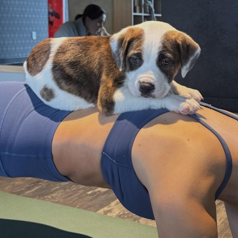 Enlarge Saint, a Adoptable Mixed Breed in Raleigh, NC image 5/6