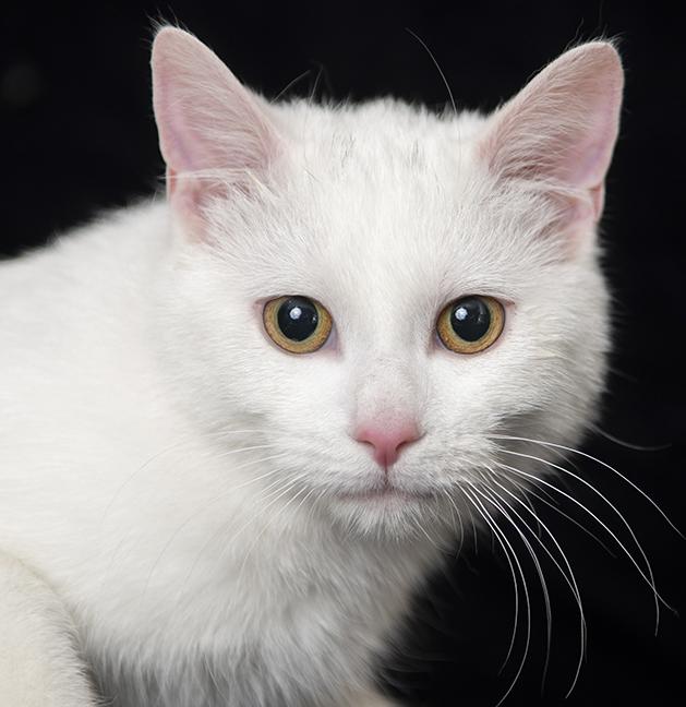 Marie, a ADOPTABLE Domestic Short Hair in Chicago, IL image 2/4