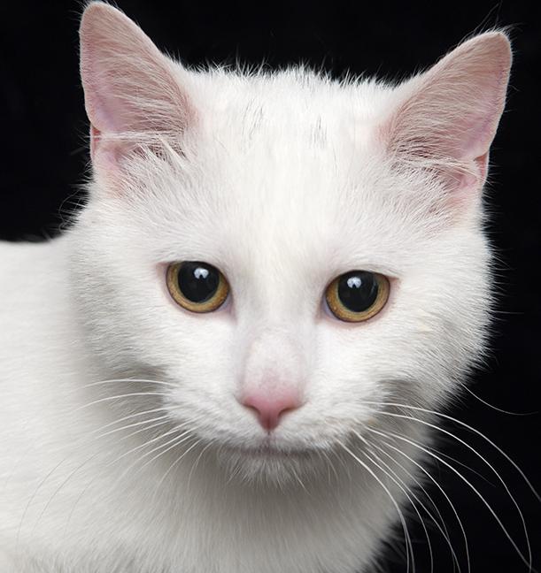 Marie, ADOPTABLE, Young Female Domestic Short Hair.