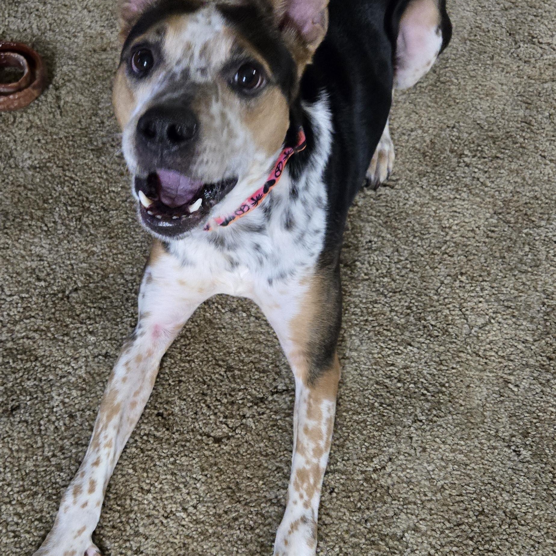 GRILLED PORTABELLA "Bell", an adoptable mixed breed in Millerstown, PA image 3/6