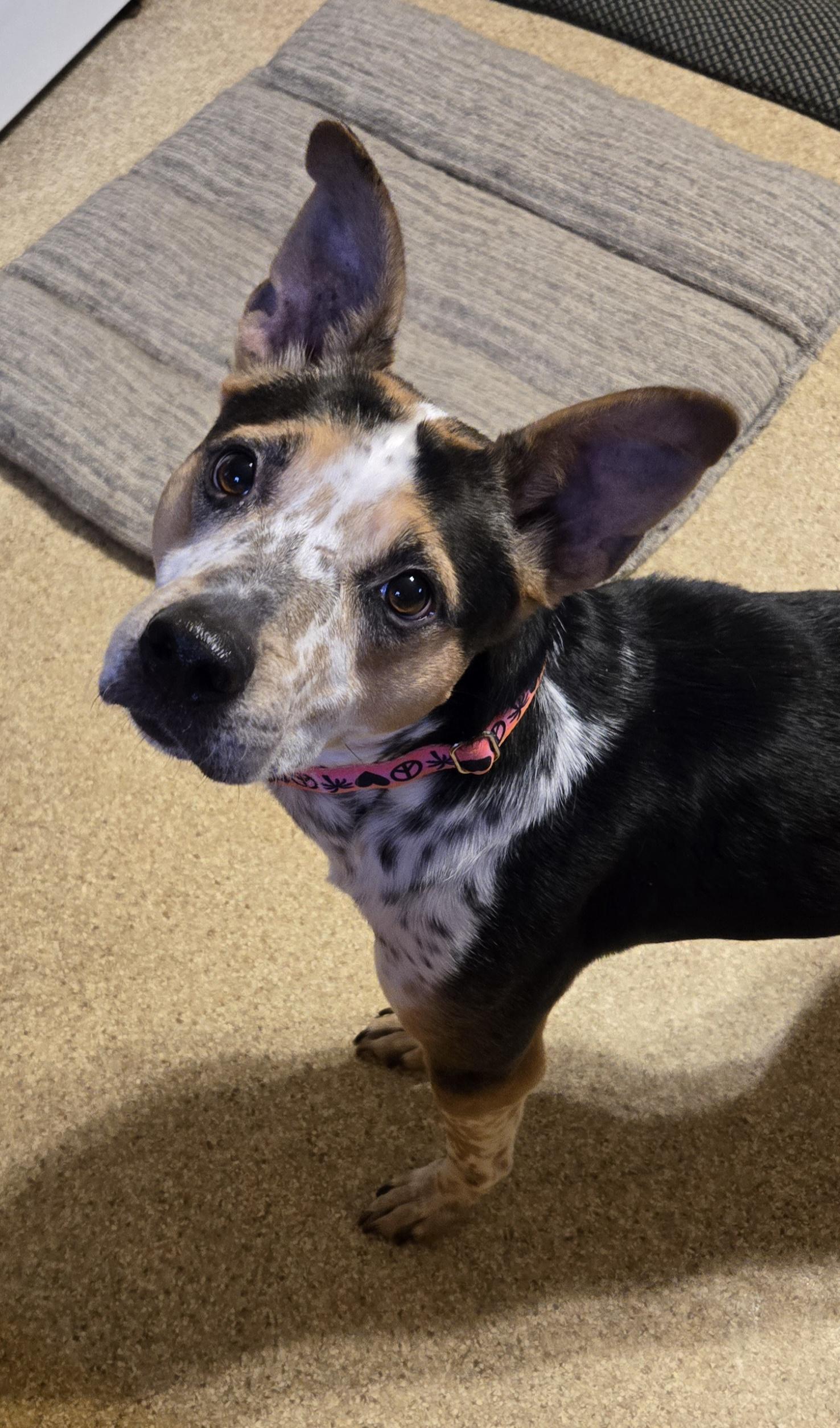 GRILLED PORTABELLA "Bell", an adoptable mixed breed in Millerstown, PA image 4/6