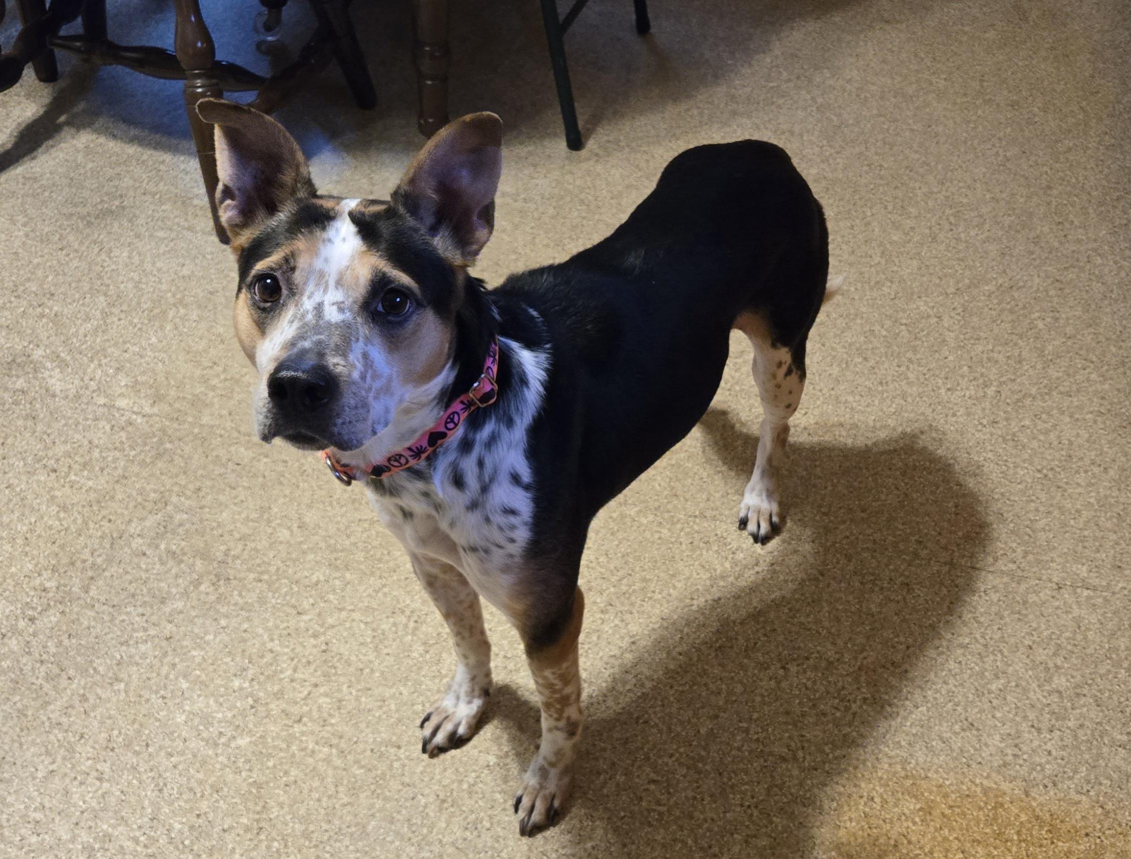 GRILLED PORTABELLA "Bell", an adoptable mixed breed in Millerstown, PA image 5/6
