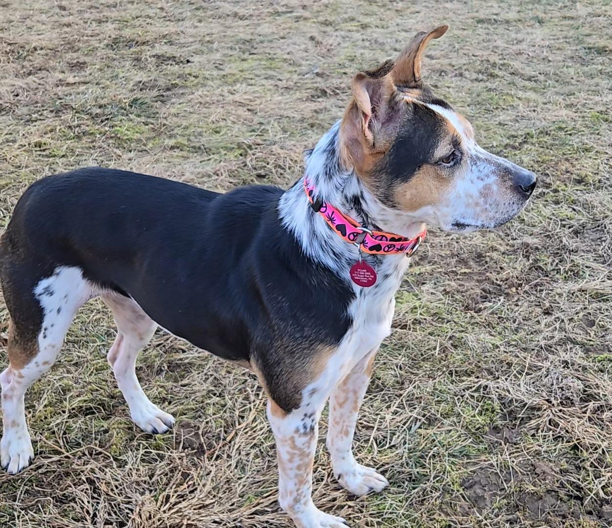 GRILLED PORTABELLA "Bell", an adoptable mixed breed in Millerstown, PA image 2/6