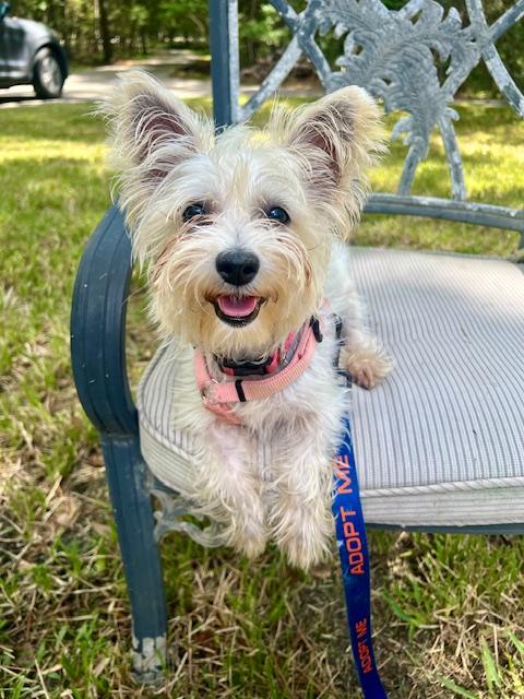 Jamie, a Adopted mixed breed in Spring, TX image 1/2