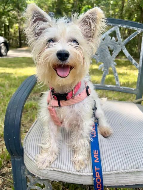 Jamie, a Adopted mixed breed in Spring, TX image 2/2