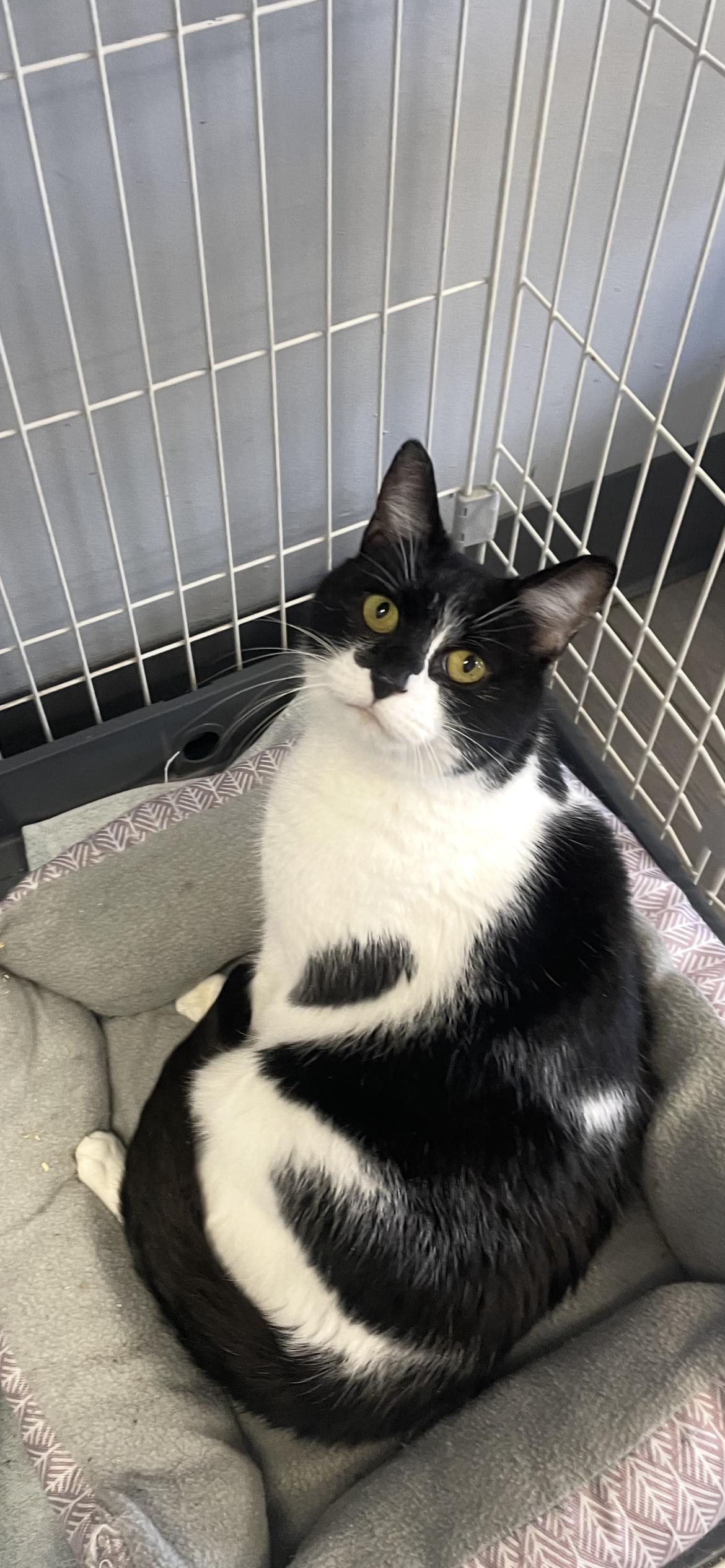 Enlarge Maple- Must Apply in Person !, a Adopted Domestic Short Hair in Georgetown, KY image 1/1