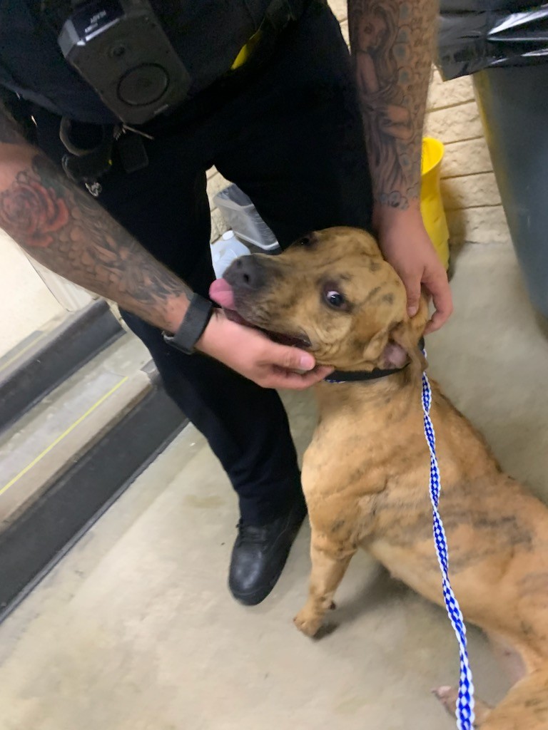 Dog for adoption Issiebee86578(RECLAIMED), a Pit Bull Terrier Mix in