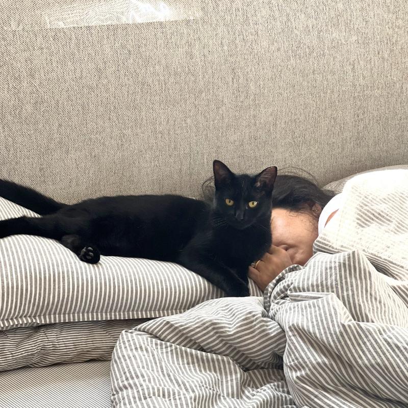 Enlarge Elodie, a ADOPTABLE Domestic Medium Hair in Port Chester, NY image 3/5