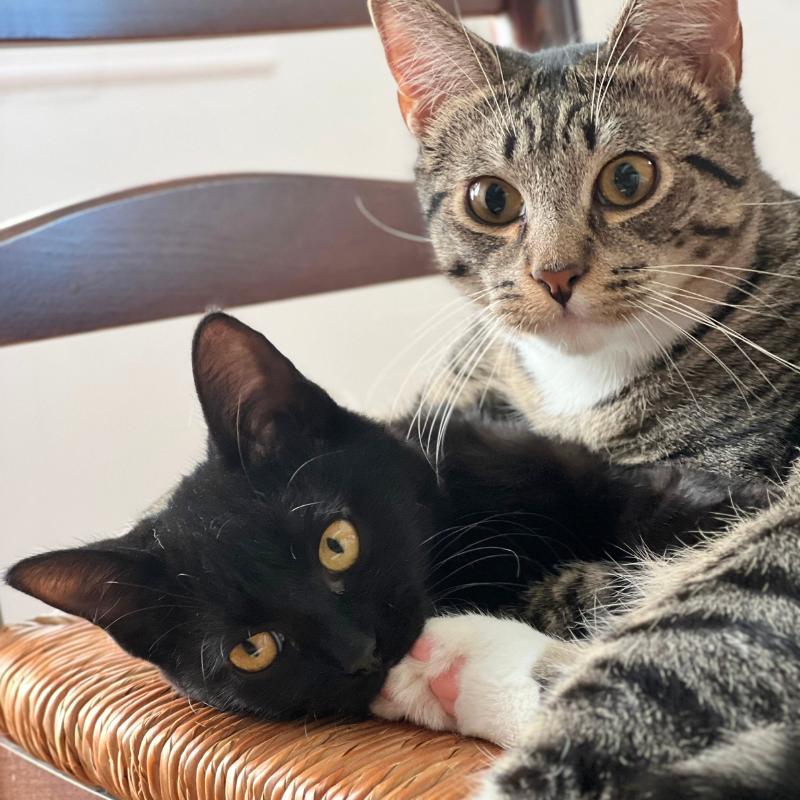 Enlarge Elodie, a ADOPTABLE Domestic Medium Hair in Port Chester, NY image 4/5