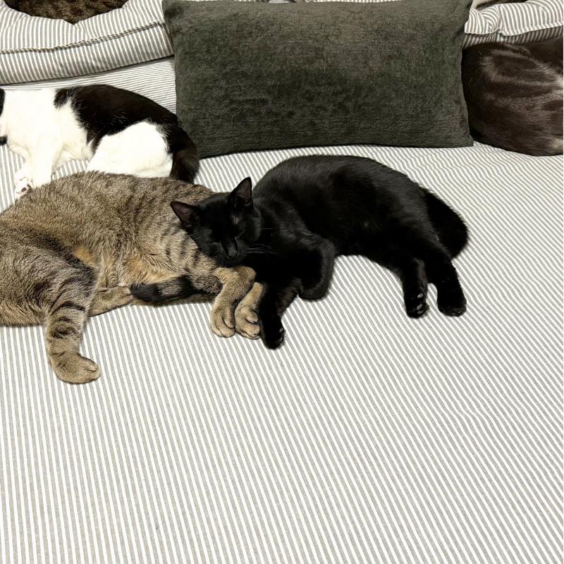 Enlarge Elodie, a ADOPTABLE Domestic Medium Hair in Port Chester, NY image 5/5