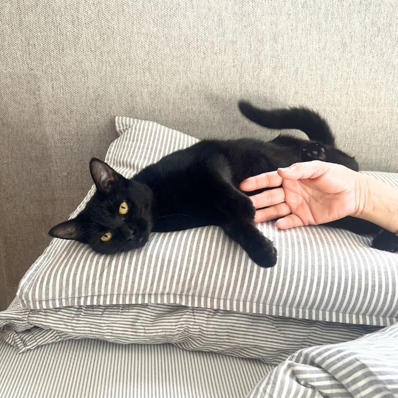 Enlarge Elodie, a ADOPTABLE Domestic Medium Hair in Port Chester, NY image 1/5