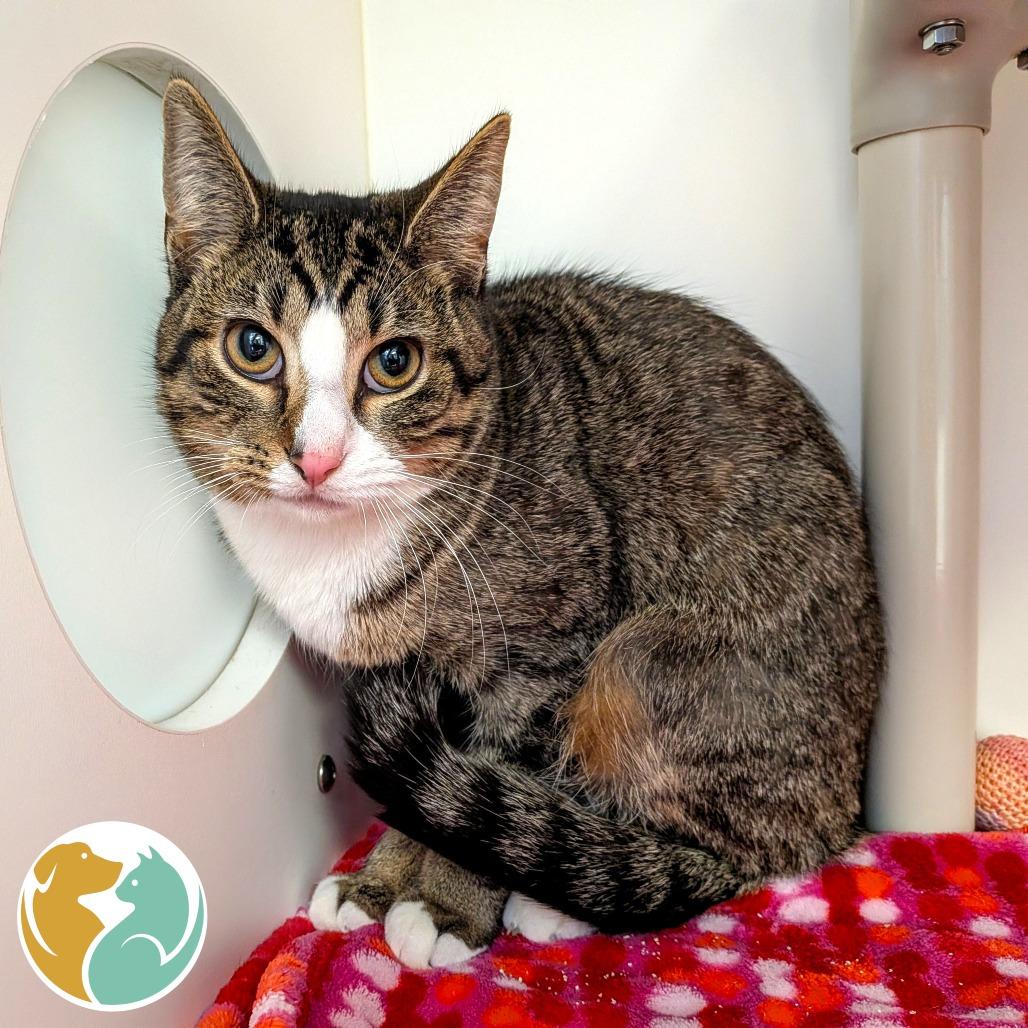 Charlie, Adoptable, Adult Male Domestic Short Hair.