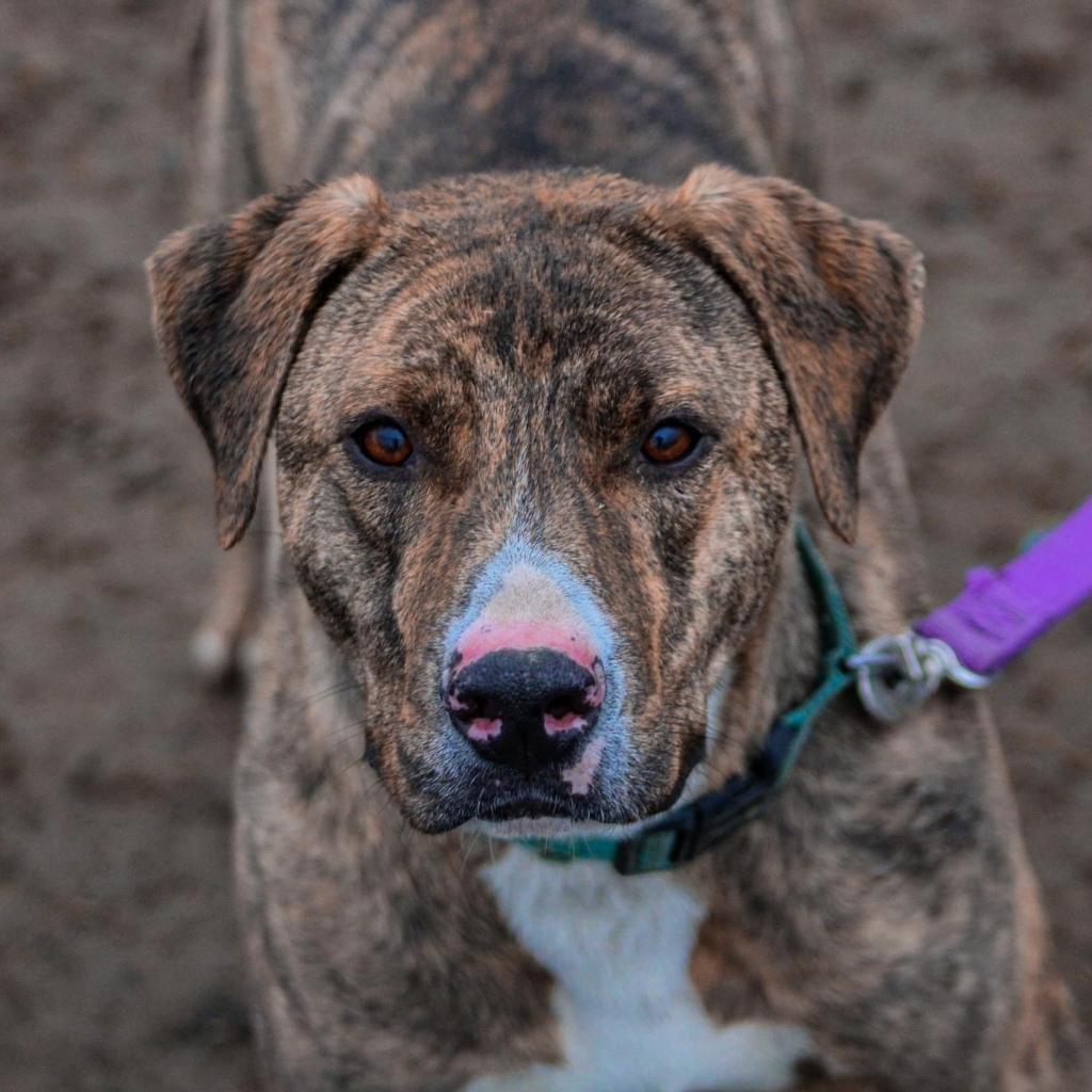 Enlarge Yukon, a Adoptable mixed breed in Benton City, WA image 1/6