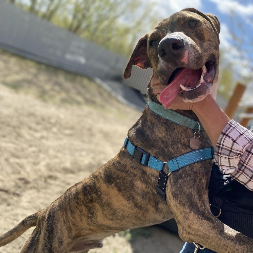 Enlarge Yukon, a Adoptable mixed breed in Benton City, WA image 2/6