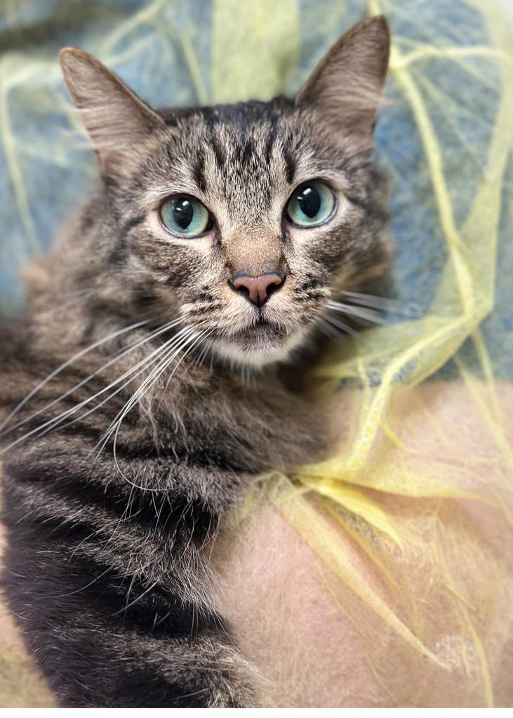 Small Cat, a Adoptable mixed breed in Saint Paul, MN image 1/3