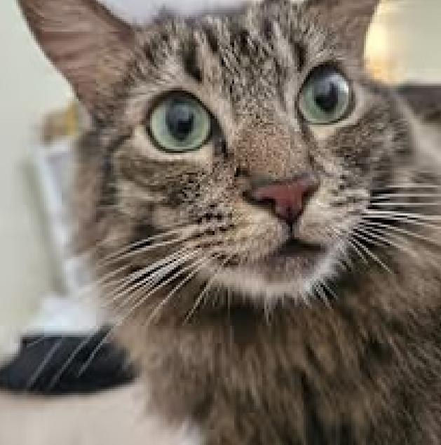 Small Cat, a Adoptable mixed breed in Saint Paul, MN image 3/3