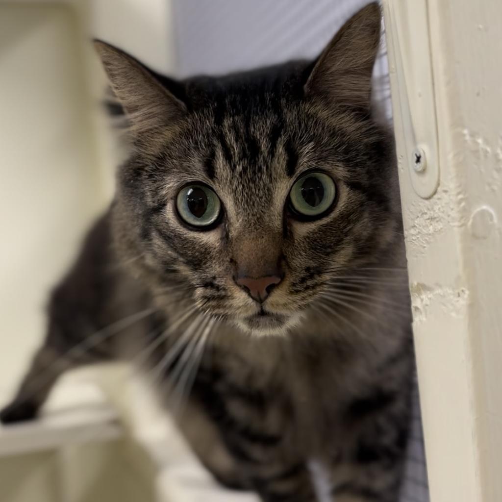 Small Cat, a Adoptable mixed breed in Saint Paul, MN image 3/3