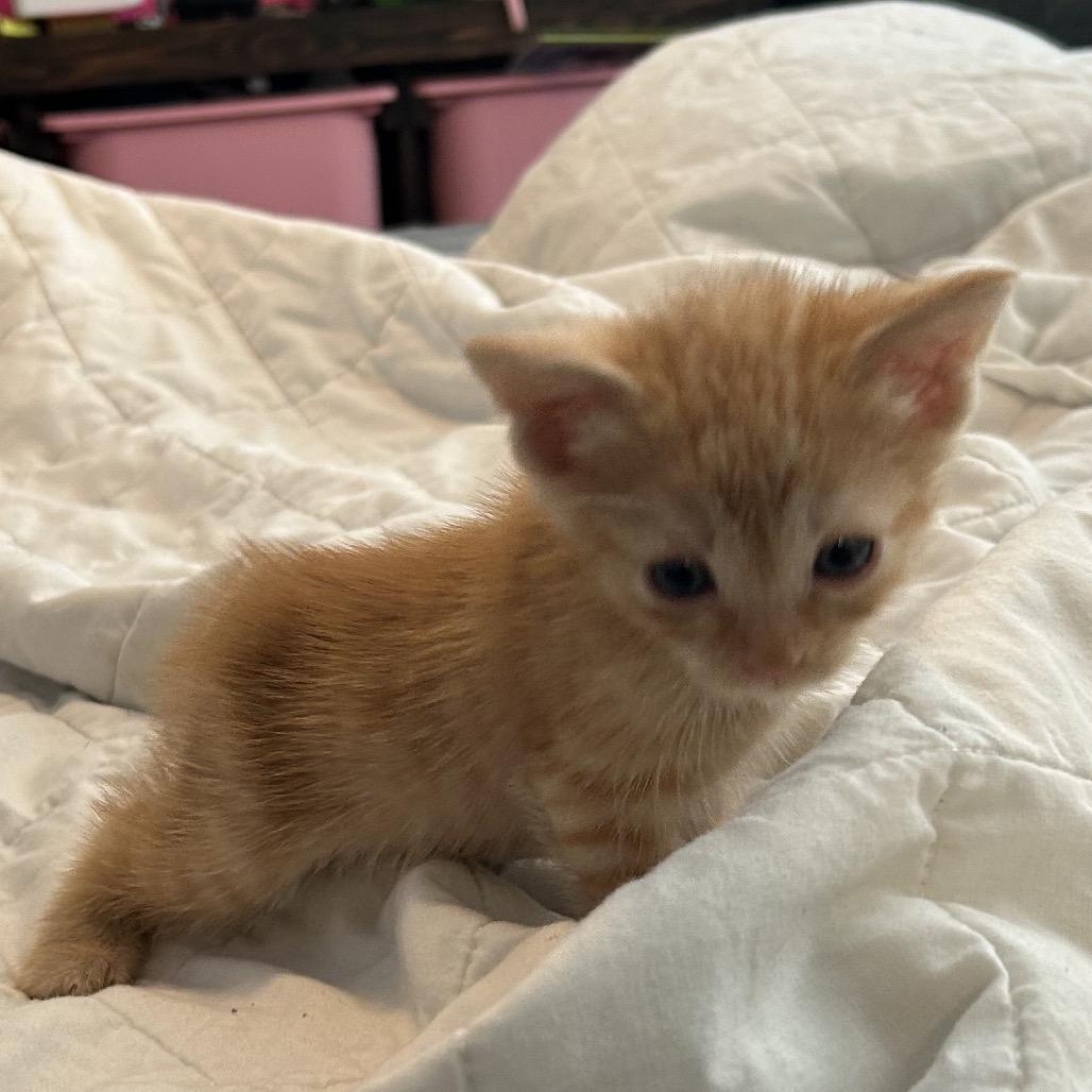 Cayenne, Adoptable, Kitten Female American Shorthair.