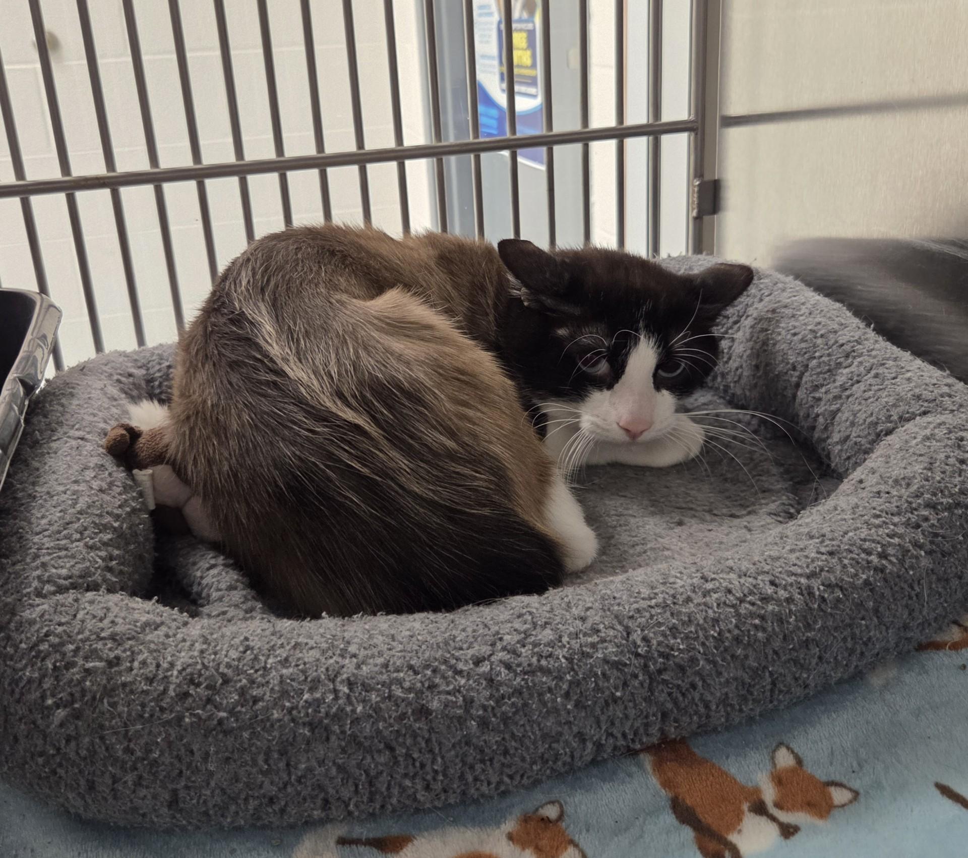 Macchiato, Adopted, Adult Male Siamese.
