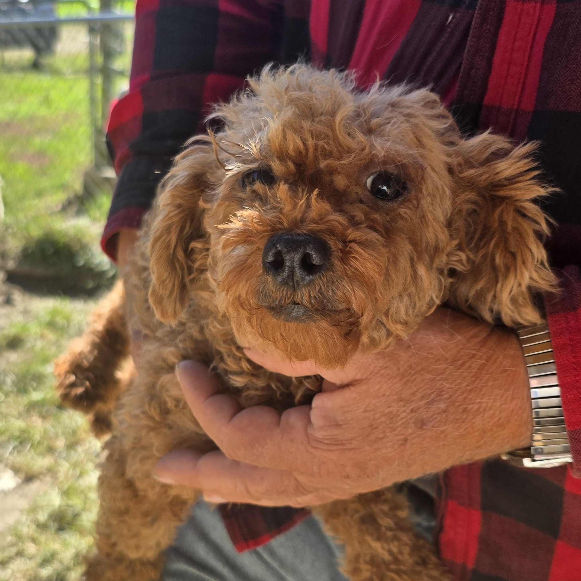 Enlarge Reba, a Adopted Poodle (Toy) in Zaleski, OH image 2/2