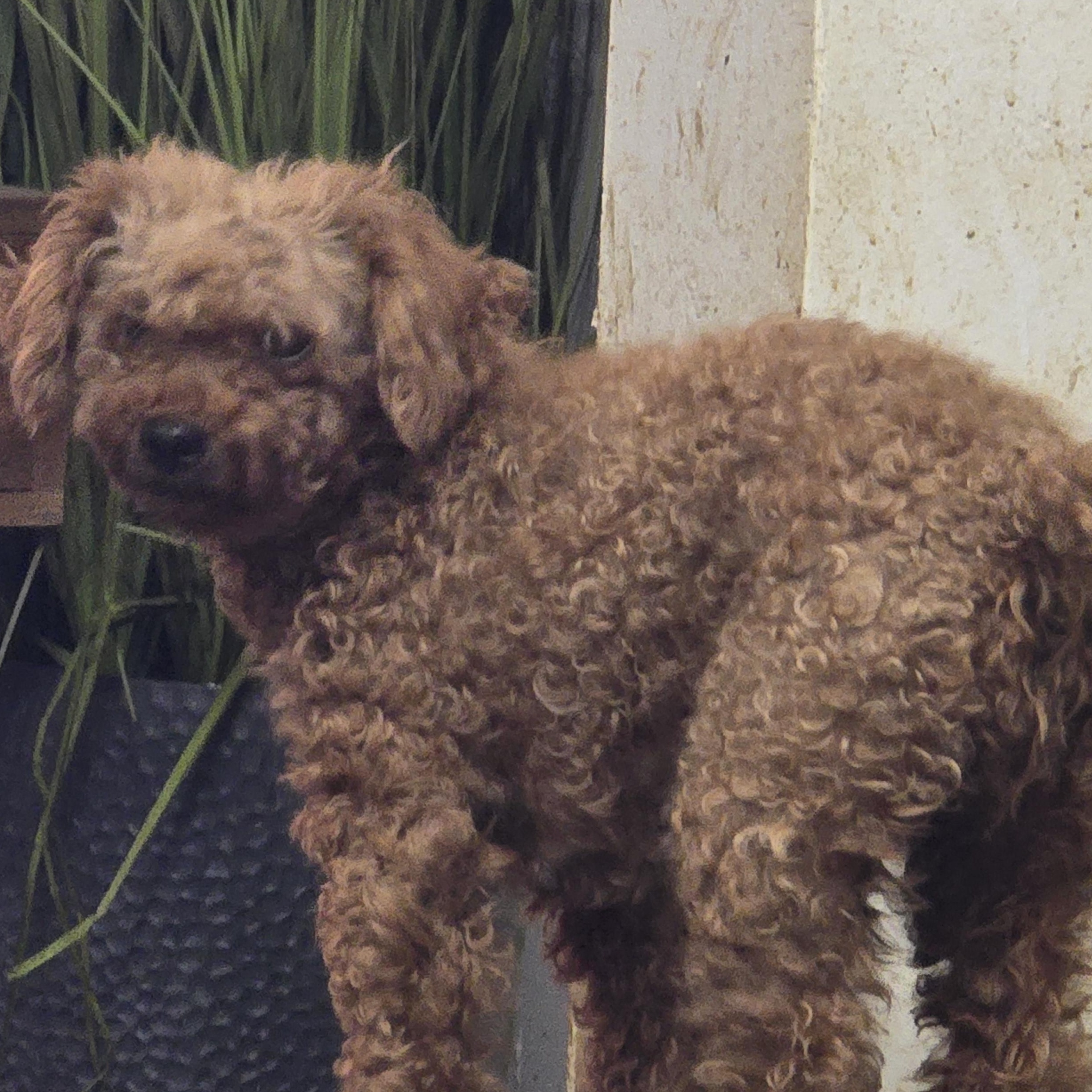 Enlarge Reba, a Adopted Poodle (Toy) in Zaleski, OH image 1/2