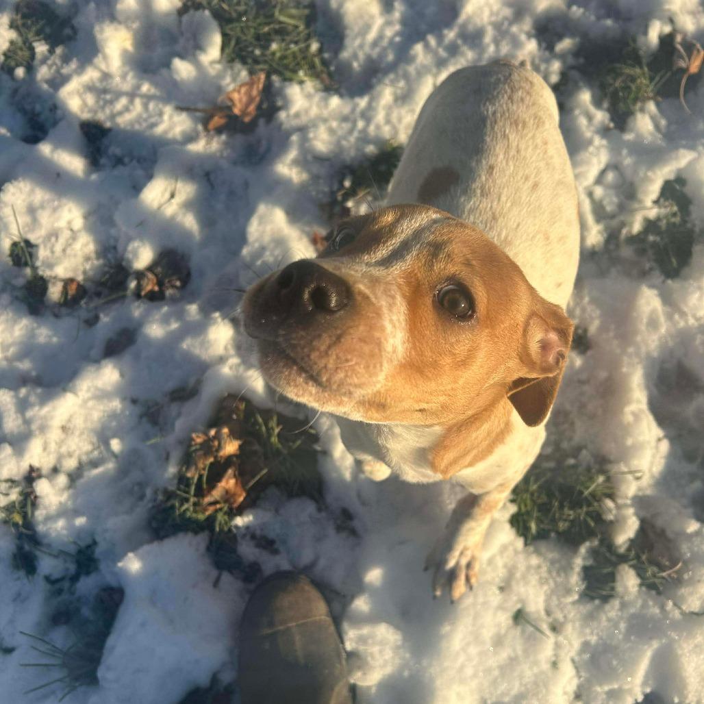 Daisy, Adoptable, Puppy Female Mountain Cur & Terrier.