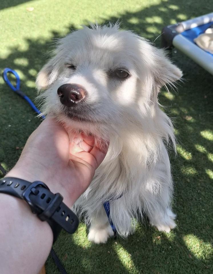 Sweetie, an adopted mixed breed in Davis, CA image 4/5