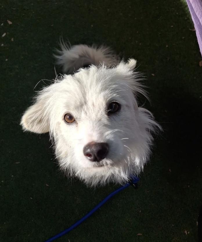Sweetie, an adopted mixed breed in Davis, CA image 2/5