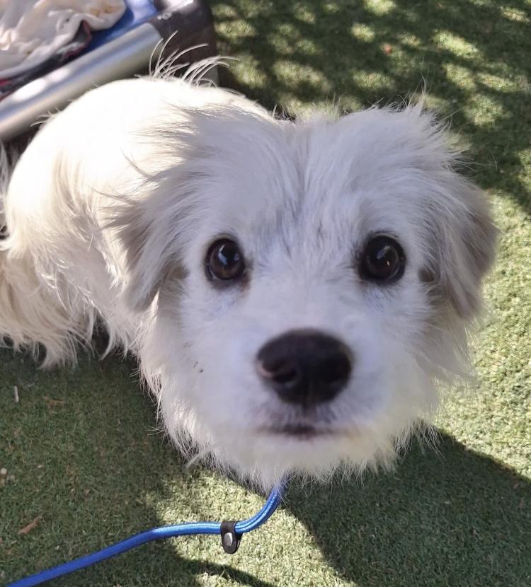 Sweetie, an adopted mixed breed in Davis, CA image 3/5