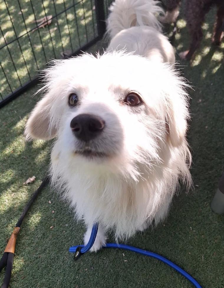 Sweetie, an adopted mixed breed in Davis, CA image 5/5